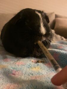 KittyKum Onlyfans Latest Nudes Leaked Photos