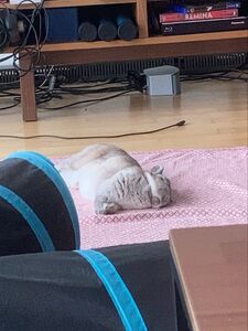 LevanaBanana1 Onlyfans Latest Nudes Leaked Photos