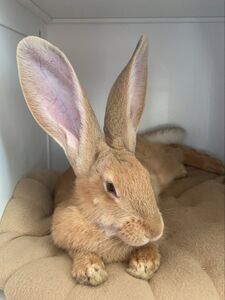 LevanaBanana1 Onlyfans Latest Nudes Leaked Photos